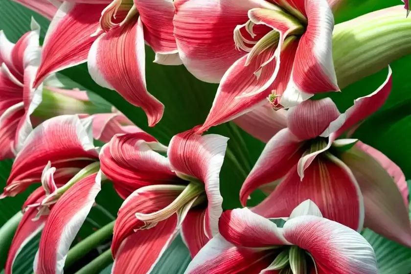 Amaryllis ‘pink nymph’ (hippeastrum) — photo 2
