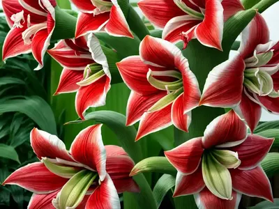 Amaryllis ‘Quito’ (Hippeastrum)