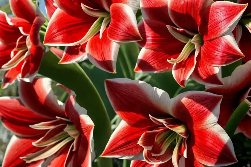 Amaryllis ‘red pearl’ (hippeastrum) — photo 2
