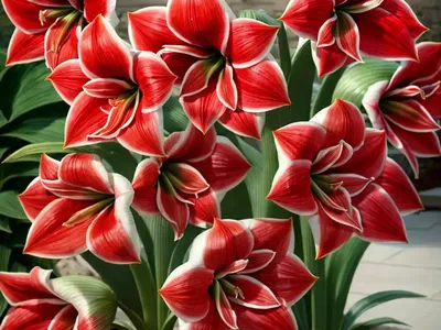 Amaryllis ‘Red Pearl’ (Hippeastrum)