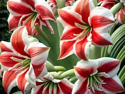 Amaryllis ‘Sweet Lilian’ (Hippeastrum)