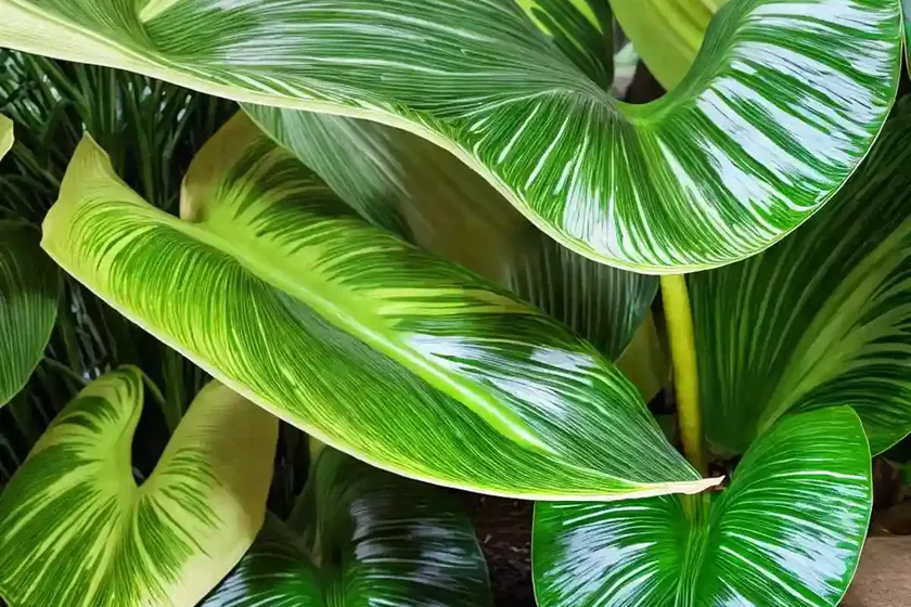 Amazon elephant’s ear (alocasia x amazonica) — photo 3