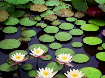 Amazon Water-lily (Victoria Amazonica)