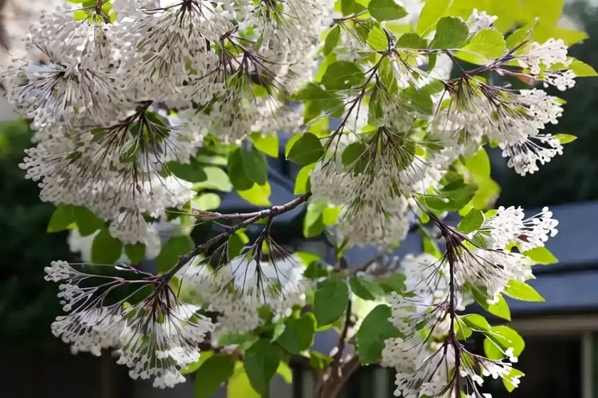 Amelanchier alnifolia ‘regent’ (serviceberry) — photo 2