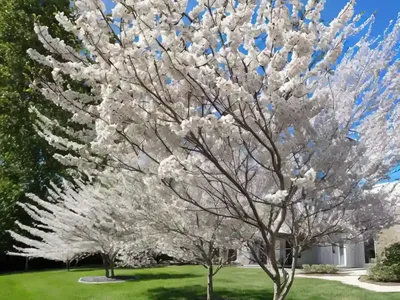 Amelanchier Alnifolia ‘Regent’ (Serviceberry)
