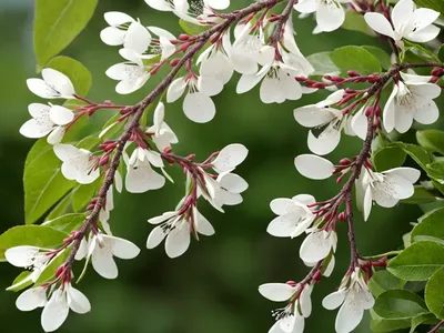 Amelanchier Alnifolia (Serviceberry)