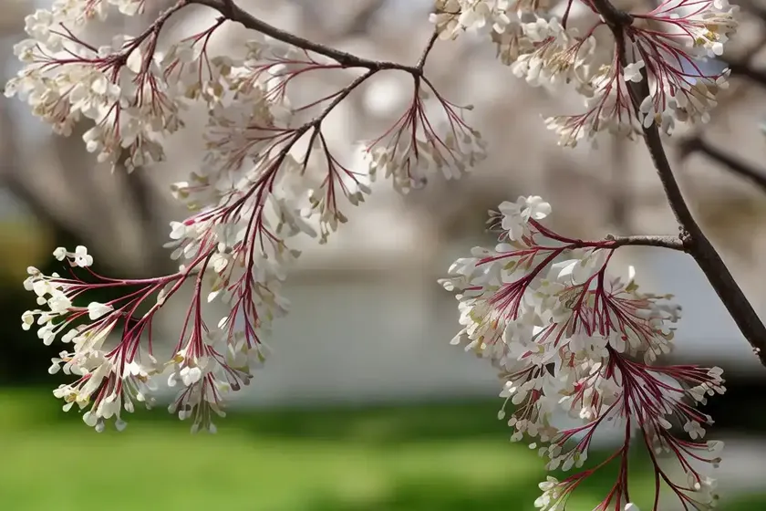 Amelanchier arborea (downy serviceberry) — photo 2