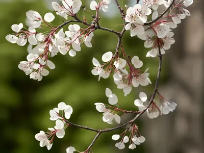 Amelanchier Canadensis (Canadian Serviceberry)