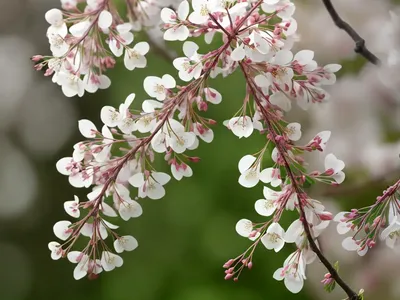 Amelanchier ‘La Paloma’ (Serviceberry)