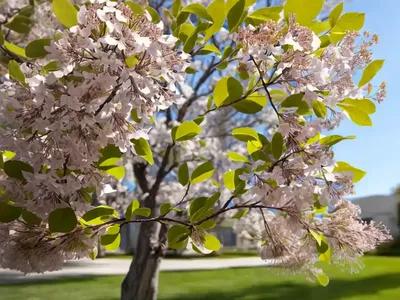 Amelanchier Laevis (Allegheny Serviceberry)