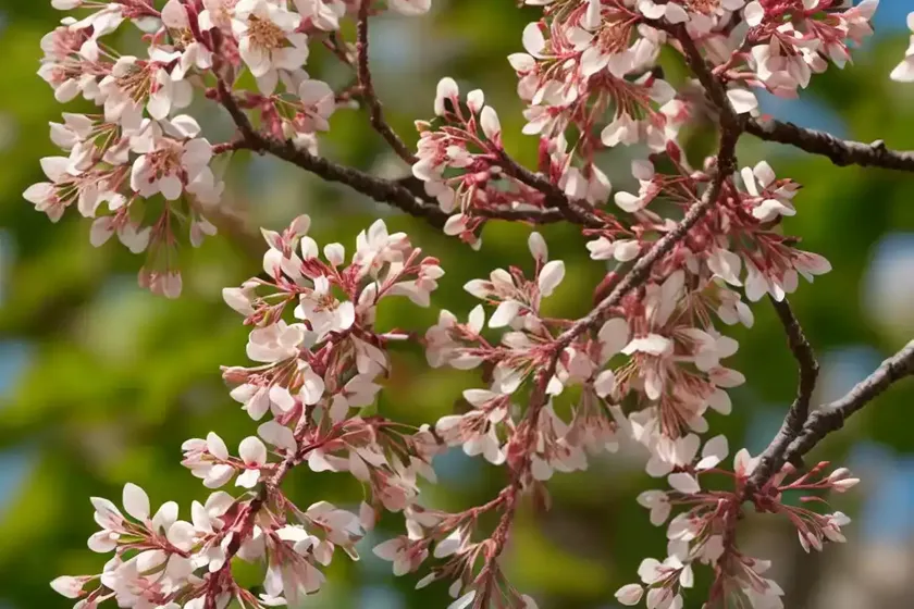 Amelanchier lamarckii (juneberry) — photo 2