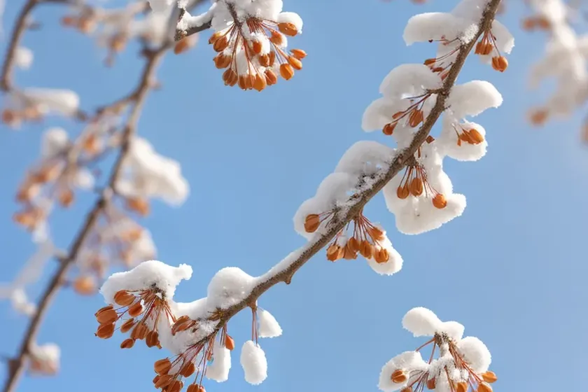 Amelanchier ovalis (snowy mespilus) — photo 2
