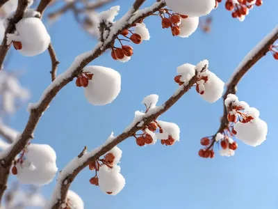 Amelanchier Ovalis (Snowy Mespilus)