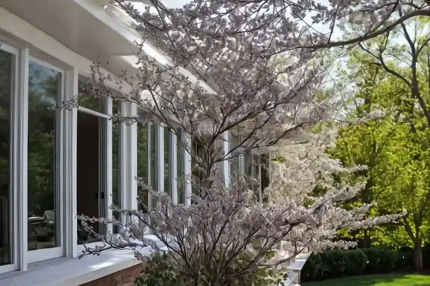 Amelanchier stolonifera (running serviceberry) — photo 2