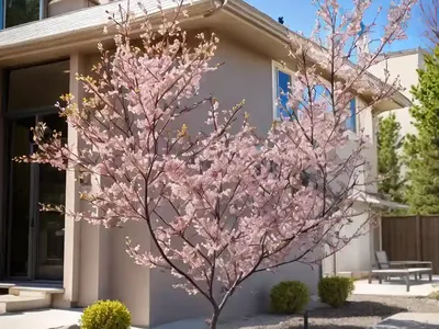 Amelanchier Utahensis (Utah Serviceberry)