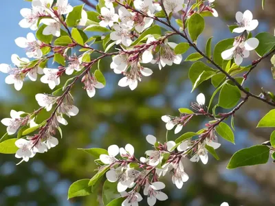 Amelanchier X Grandiflora ‘Autumn Brilliance’ (Serviceberry)