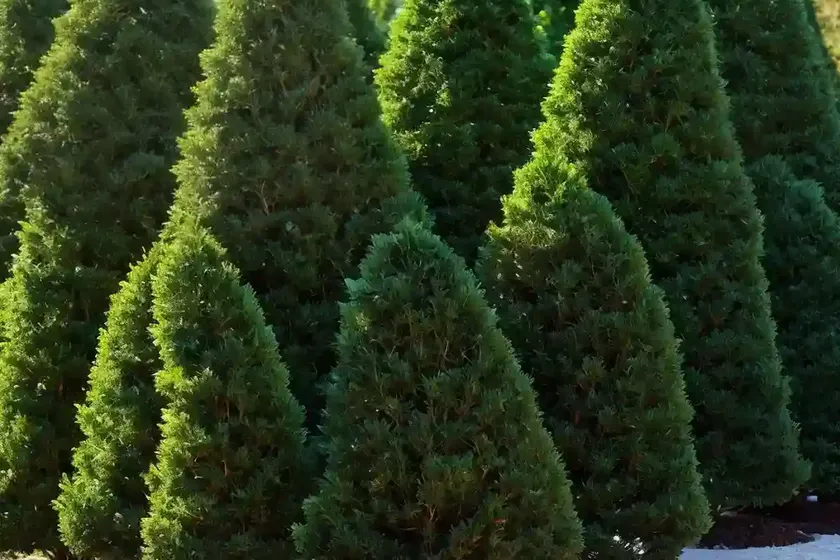 American arborvitae (thuja occidentalis ‘danica’) — photo 3