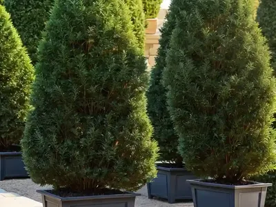 American Arborvitae (Thuja Occidentalis ‘danica’)