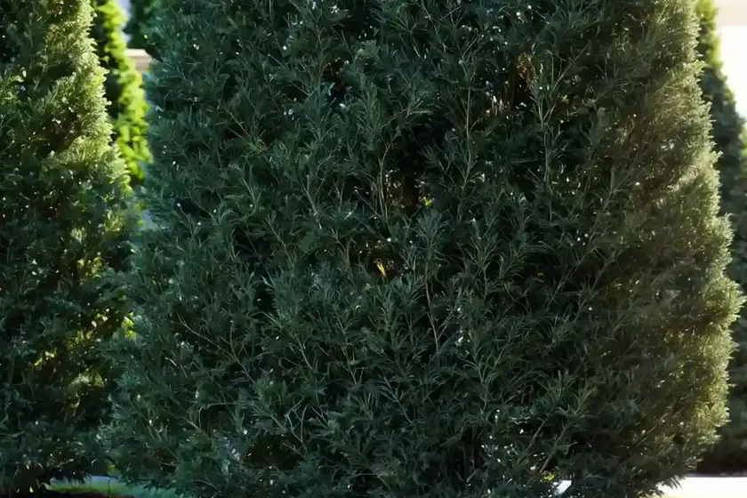 American arborvitae (thuja occidentalis ‘dark green’) — photo 2