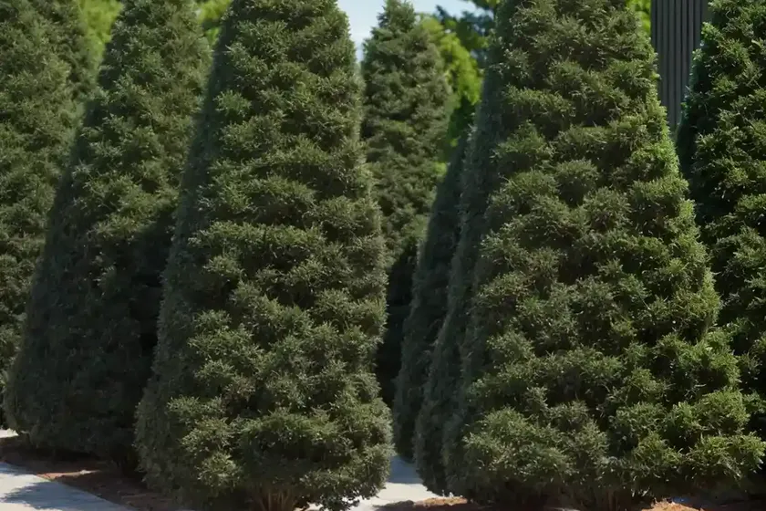 American arborvitae (thuja occidentalis ‘dark green’) — photo 3