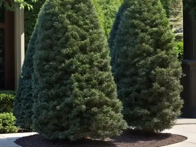 American Arborvitae (Thuja Occidentalis ‘Dark Green’)