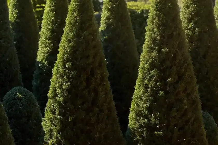 American arborvitae (thuja occidentalis ‘degroot’s spire’) — photo 2