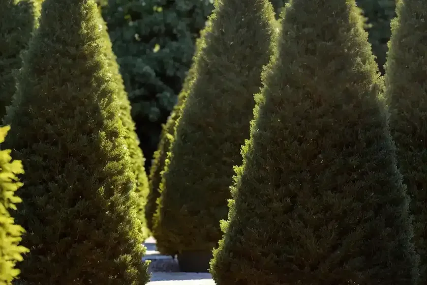 American arborvitae (thuja occidentalis ‘degroot’s spire’) — photo 3