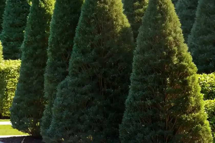 American arborvitae (thuja occidentalis ‘degroot’s spire’)