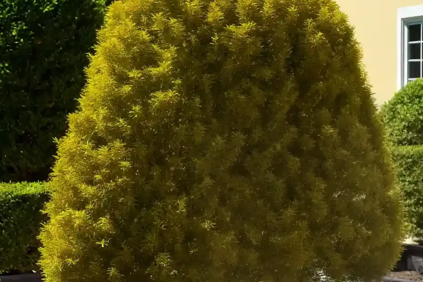 American arborvitae (thuja occidentalis ‘dorsett yellow’) — photo 2