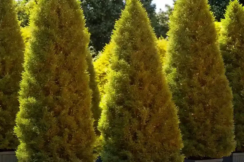 American arborvitae (thuja occidentalis ‘dorsett yellow’) — photo 3