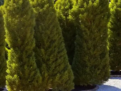 American Arborvitae (Thuja Occidentalis ‘Dorsett Yellow’)