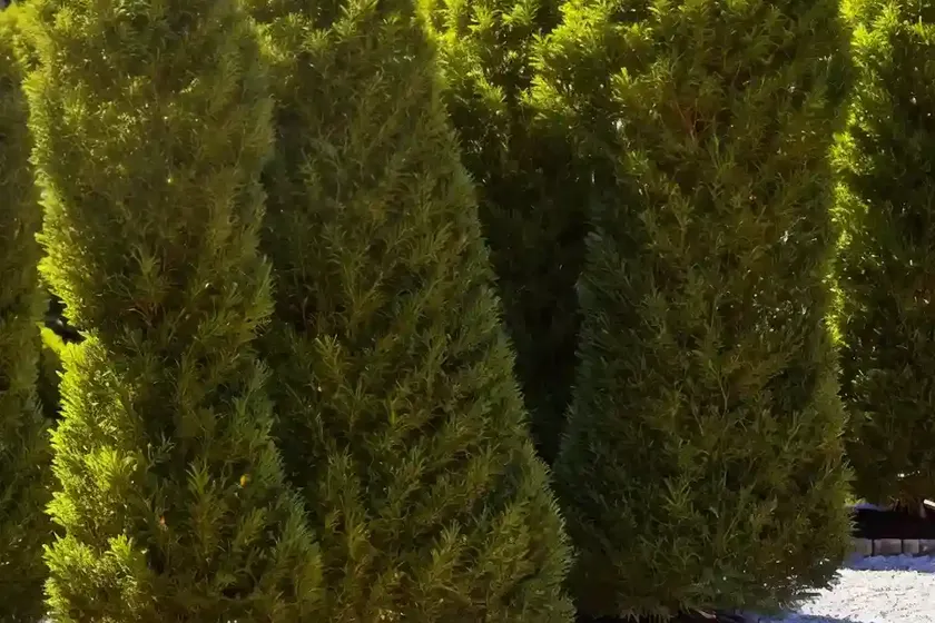 American arborvitae (thuja occidentalis ‘dorsett yellow’)