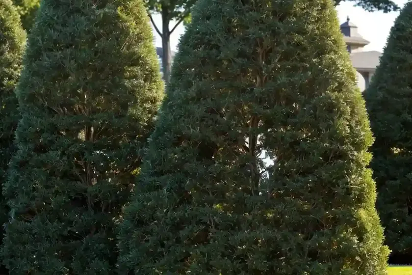 American arborvitae (thuja occidentalis ‘filiformis’) — photo 2
