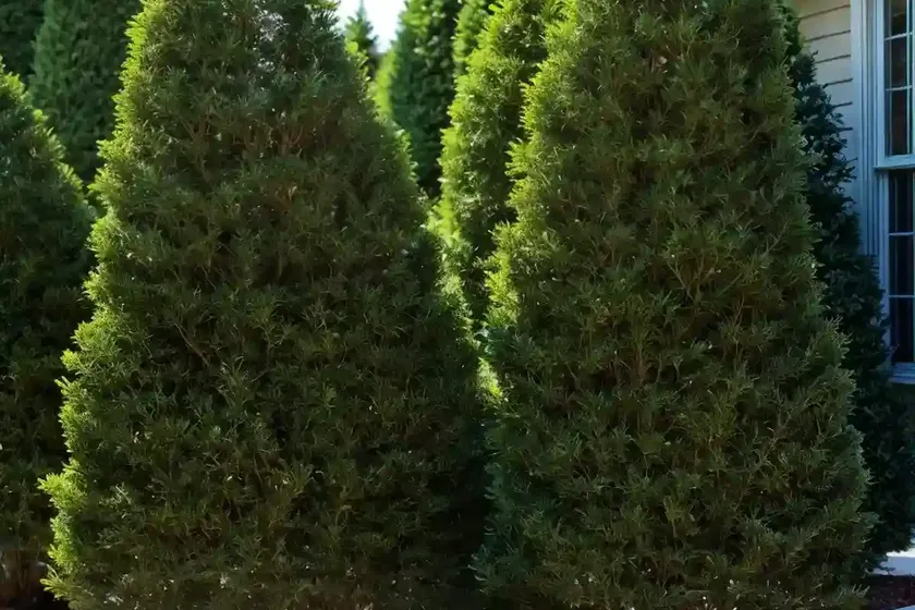 American arborvitae (thuja occidentalis ‘filiformis’) — photo 3