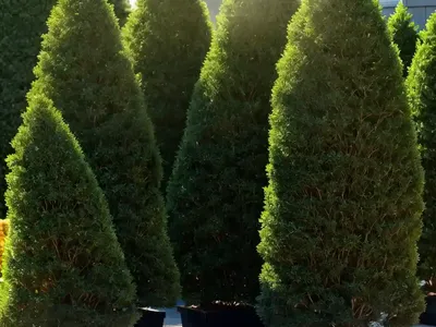 American Arborvitae (Thuja Occidentalis ‘Filiformis’)