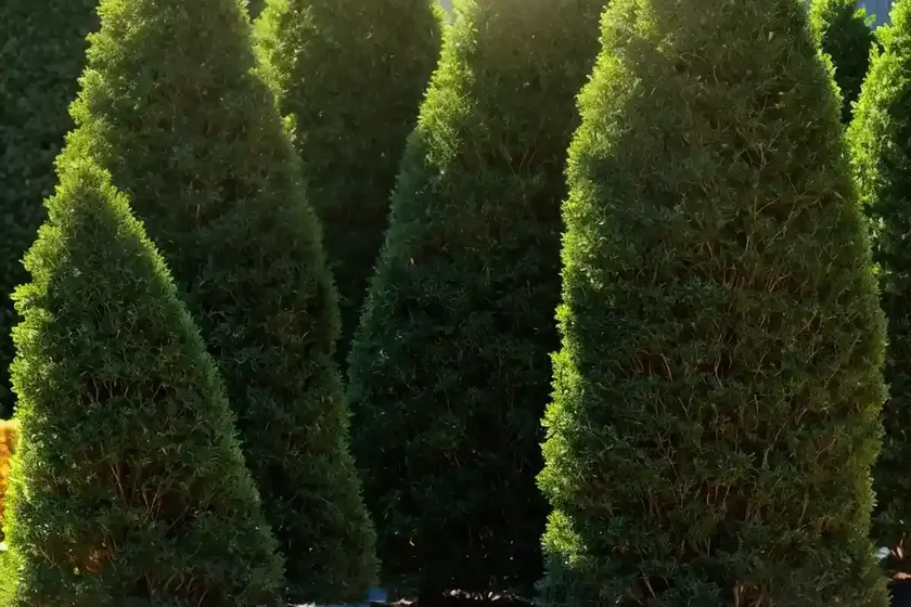 American arborvitae (thuja occidentalis ‘filiformis’)