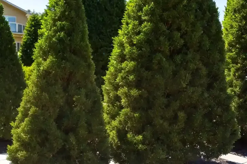 American arborvitae (thuja occidentalis ‘filip’s magic moment’) — photo 2