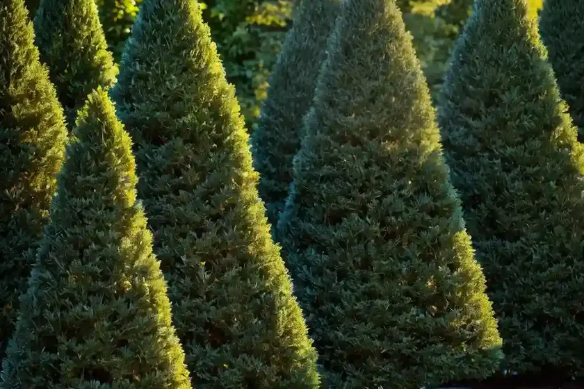 American arborvitae (thuja occidentalis ‘filip’s magic moment’) — photo 3