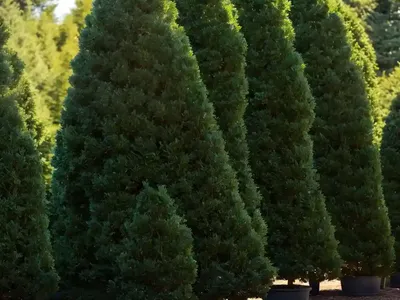 American Arborvitae (Thuja Occidentalis ‘Filip’s Magic Moment’)