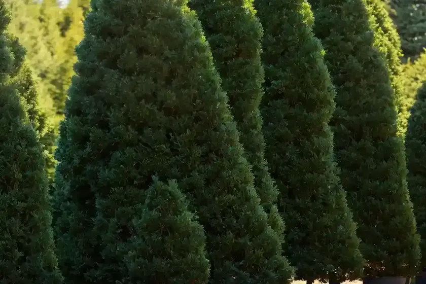 American arborvitae (thuja occidentalis ‘filip’s magic moment’)