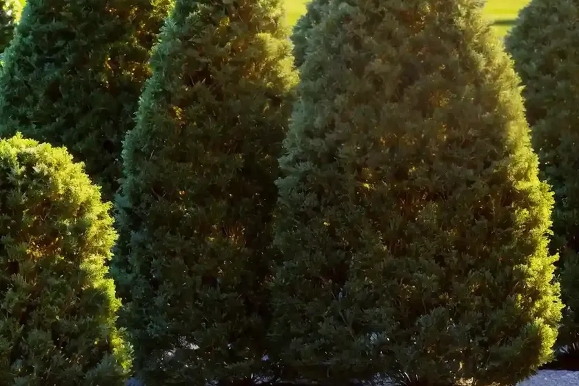 American Arborvitae (Thuja Occidentalis ‘Gold Drop’) — photo 2