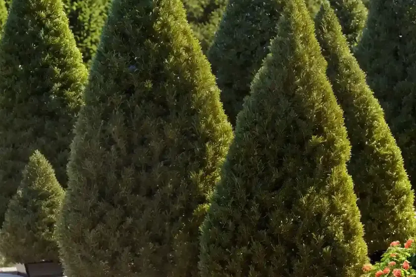 American Arborvitae (Thuja Occidentalis ‘Gold Drop’) — photo 3