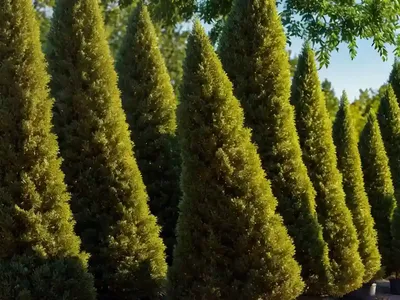 American Arborvitae (Thuja Occidentalis ‘Gold Drop’)
