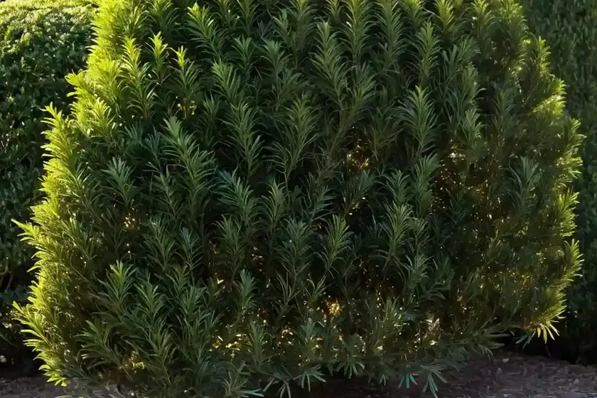American arborvitae (thuja occidentalis ‘golden globe’) — photo 2
