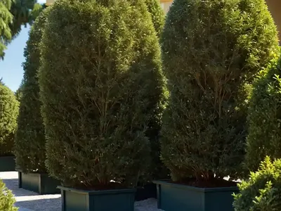 American Arborvitae (Thuja Occidentalis ‘Golden Globe’)
