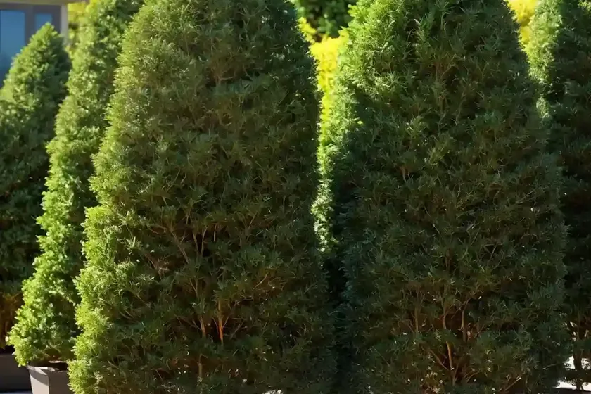 American arborvitae (thuja occidentalis ‘hetz midget’) — photo 2