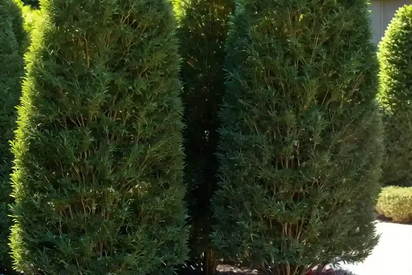American arborvitae (thuja occidentalis ‘hetz midget’) — photo 3