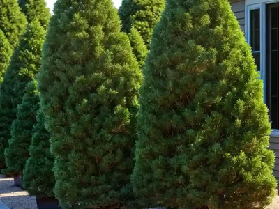 American Arborvitae (Thuja Occidentalis ‘Hetz Midget’)