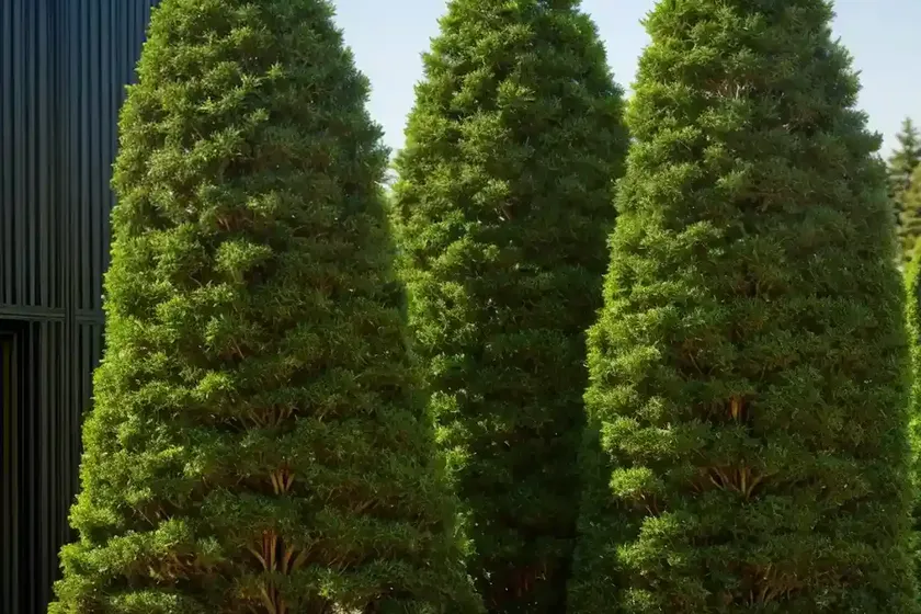 American arborvitae (thuja occidentalis ‘holmstrup’) — photo 2