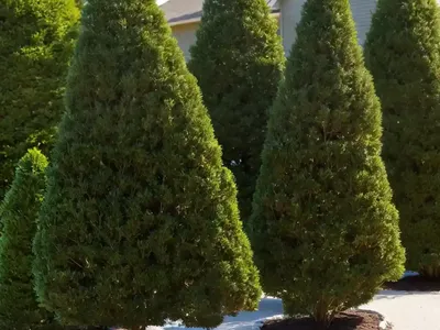 American Arborvitae (Thuja Occidentalis ‘Holmstrup’)